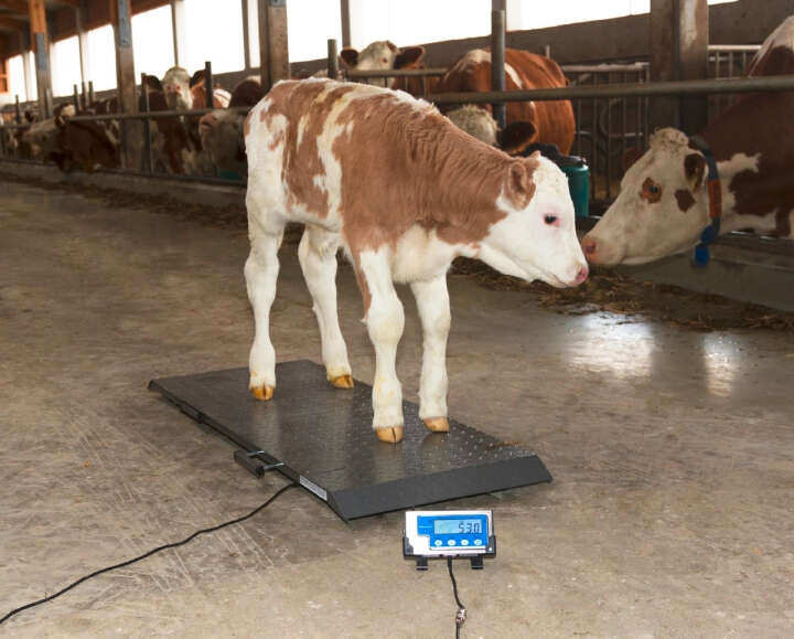 KERBL Tierwaage PS3000 bis 1500 kg